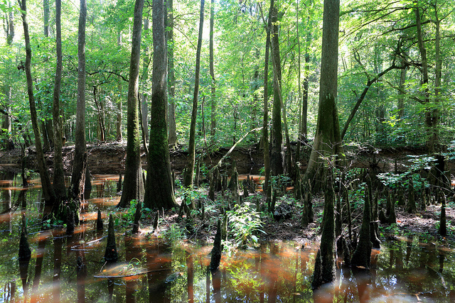Trees in Congaree National Park
