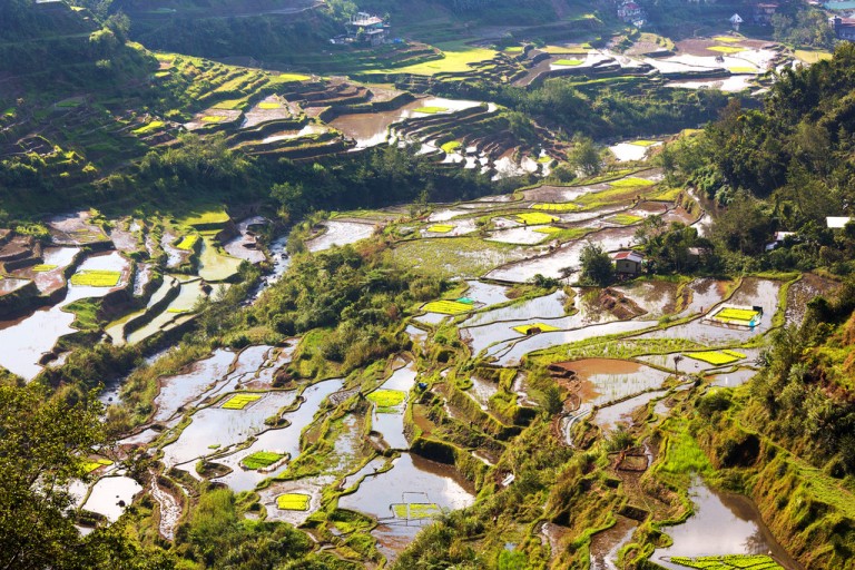 Flooded Rice Terraces in Banaue