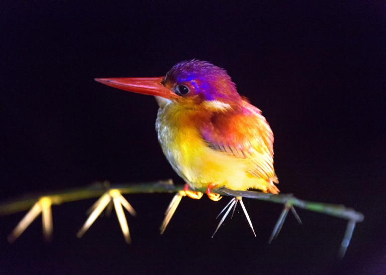 Kingfisher at Night in Bako