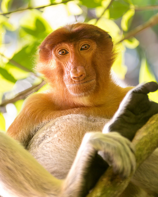 Proboscis Monkey Looking Down