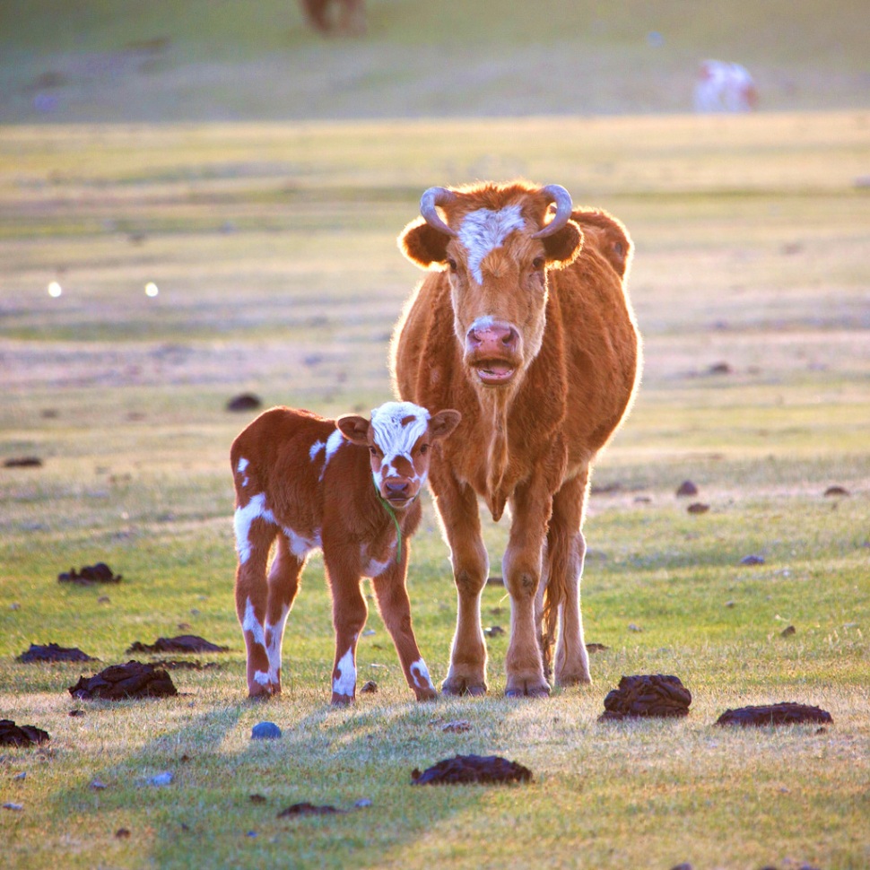 First Light on Mongolian Cow with Calf