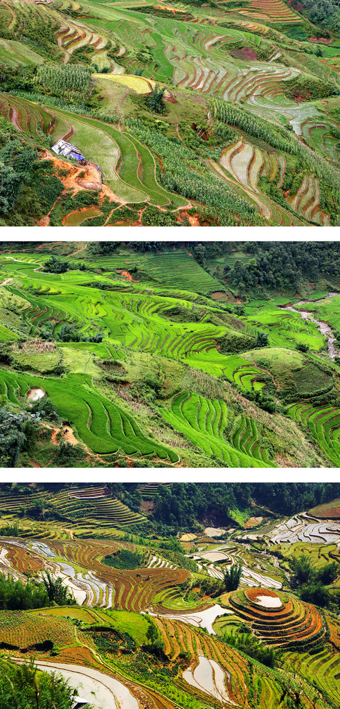 Terraced Rice Fields Landscape in 2006, 2010, and 2016