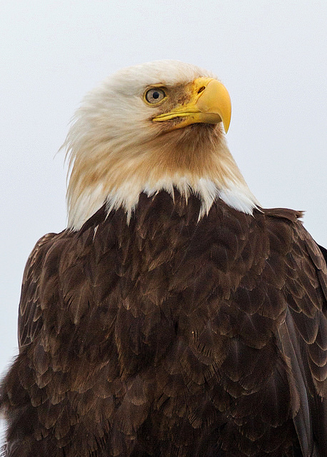 Bald Eagle in Gustavus