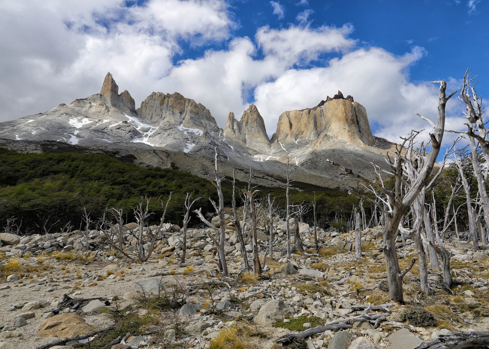 dead-trees-in-valle-del-frances